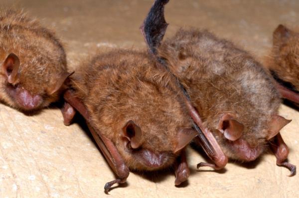 受到真菌疾病袭击的蝙蝠被列为濒危物种