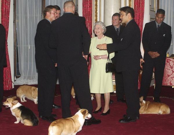 柯基犬与已故女王伊丽莎白二世有着千丝万缕的联系